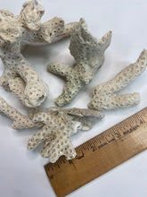 Load image into Gallery viewer, Coral Bundle
