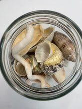 Load image into Gallery viewer, Jar o' Shells
