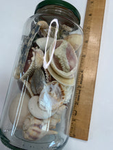 Load image into Gallery viewer, Jar o' Shells
